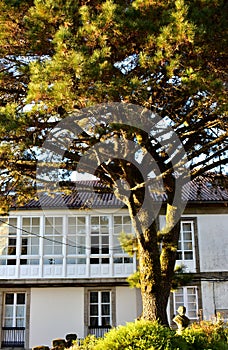 Old house with white gallery and pine tree. Sunset light, Santiago de Compostela, Spain.