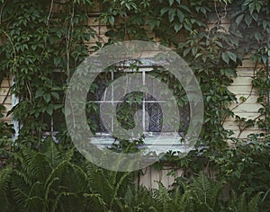 old house window green plants village summer outdoor