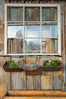 Old House Window with Planters