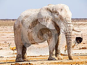 Old huge african elephant standing in dry land of Etosha National Park, Namibia, Africa