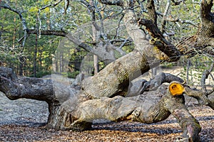 Old huge oak tree in a forest