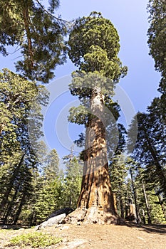 Old huge sequoia trees in the sequoia tree national park in Californien