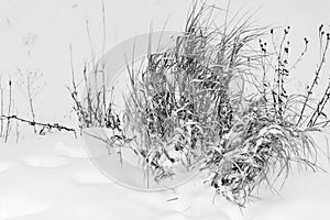 Old hummock grass on snow of monochrome tone closeup
