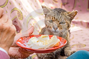 An old hungry cat near a dish with food. Cat wants to eat