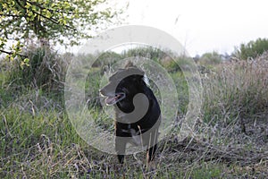 Old hunting watchdog, beautiful portrait of a dog in spring in the field