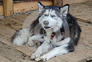 Old husky is lying on the boards