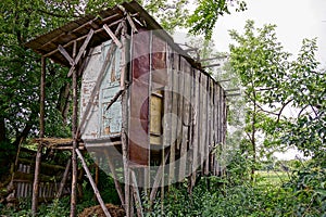 An old hut of boards in thickets of plants and trees