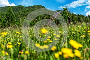 Old hut in green sunny meadow