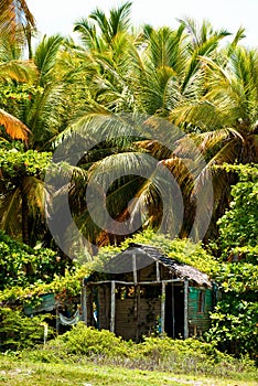 An old hut in the palm forest.