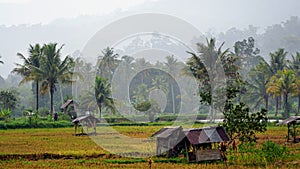 Old huts in the middle of paddyfields at kotanopan mandailingnatal northsumatera