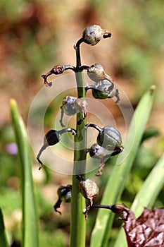 Old Hyacinths or Hyacinthus bulbous fragrant flowering plant full of small closed flower buds growing in one spike or raceme