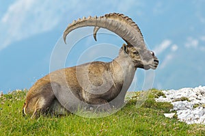 Old ibex photo