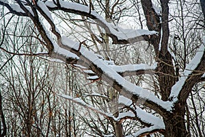 Old icy snow-covered oaks in Moscow`s Kuskovo Park on a gloomy winter evening