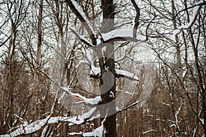 Old icy snow-covered oaks in Moscow`s Kuskovo Park on a gloomy winter evening