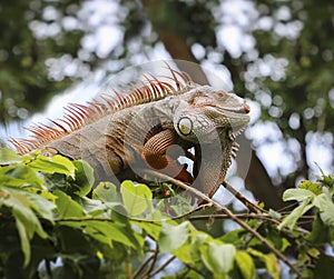 Old Iguana on tree