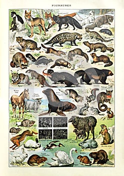 Old illustration about animal furs