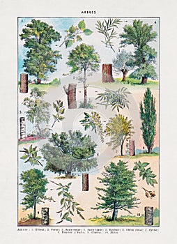 Old illustration about dendrology (the study of trees