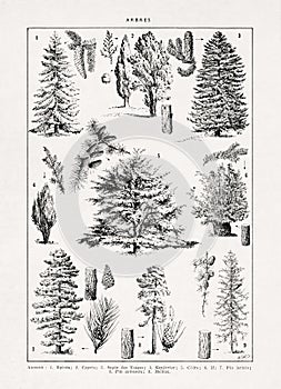 Old illustration about dendrology, the study of trees