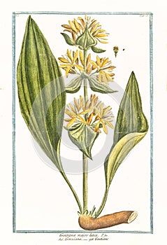 Botanical vintage illustration of Gentiana major lutea plant