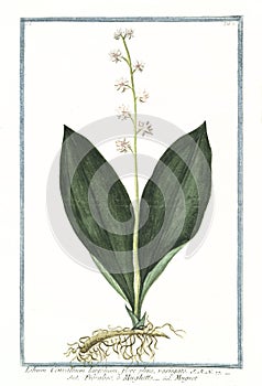 Botanical vintage illustration of Lilium convallium latifolium plant photo
