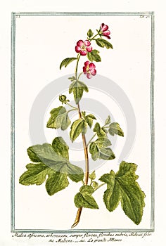 Malva Africana Arborescens photo