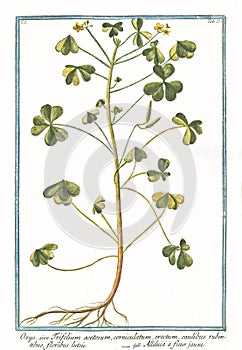 Trifolium acetosum photo