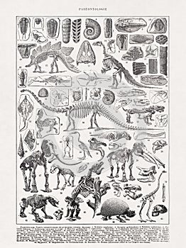 Illustration about the Skeletons in paleontology photo