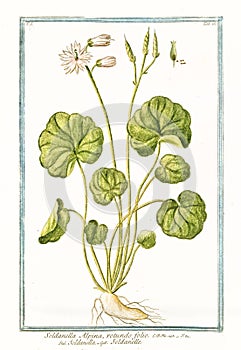 Botanical vintage illustration of Soldanella alpina plant photo