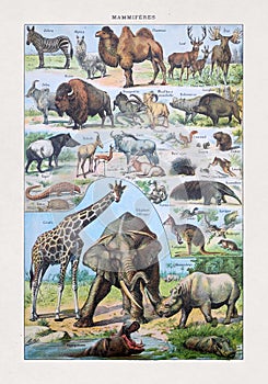 Old illustration about wild mammals photo