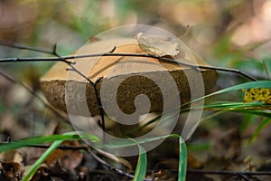 Old Imleria badia mushroom growing in the grass in the forest