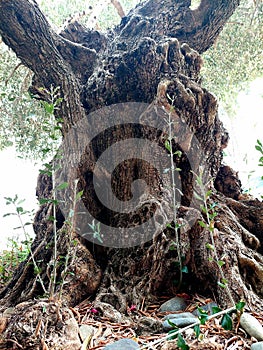 Old, intricate shaped olive tree trunck photo