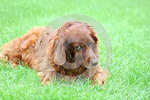 Old irish setter lying on the grass