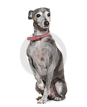 Old Italian Greyhound with red collar, isolated on white