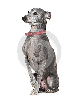 Old Italian Greyhound with red collar, isolated on white