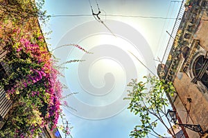 Old Italian House with Balcony Decorated with Fresh Flowers