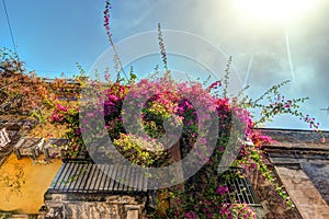 Old Italian House with Balcony Decorated with Fresh Flowers