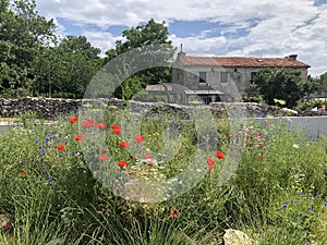 old italian house in the village and wildflowers, poppies and cornflowers