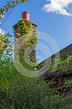 Old, ivy covered chimney