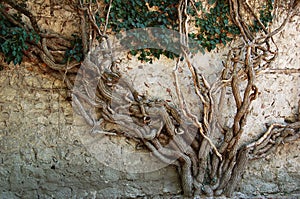 Old ivy tree