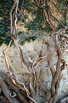 Old ivy tree
