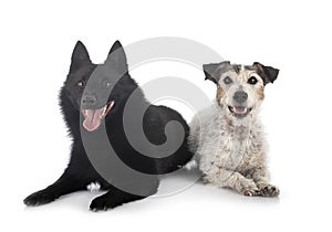 Old jack russel terrier and Schipperke