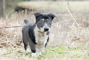 Old Jack Russell Terrier mixed breed dog