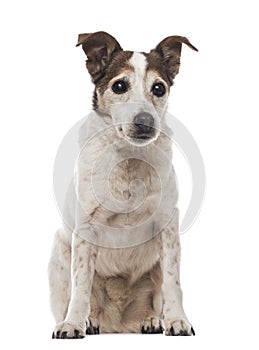 Old Jack Russell Terrier sitting, facing