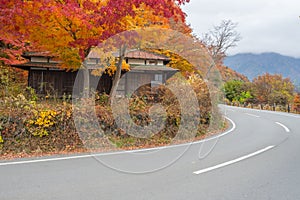 Old japan house style with maple tree