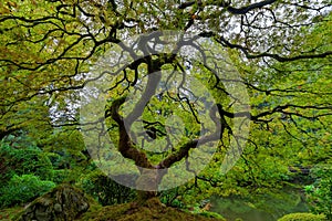 Old Japanese Maple Tree