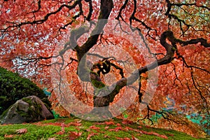 The Old Japanese Maple Tree in Autumn