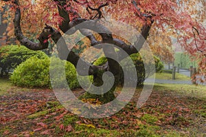 Old Japanese Maple Tree in Autumn Season