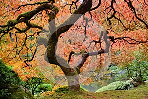 Old Japanese Maple Tree in Fall