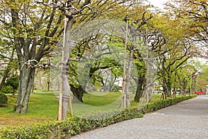 Old Japanese Sato-zakura cherry tree grove being propped up