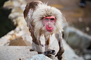 old Japanese Snow monkey in Yamanouchi